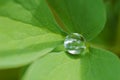 Water drop inside green leaf Royalty Free Stock Photo