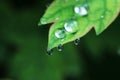 Water drop on leaf closeup