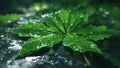 Water Drop on Leaf, Closeup Wet green Leaf, using Generative ai Royalty Free Stock Photo