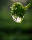 Water drop on the leaf of plant, drops on flower, water drops, rainy day, monsoon