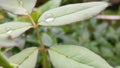 Water drop leaf ,rain drops Royalty Free Stock Photo