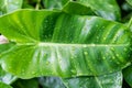 Water drop on a leaf after rain Royalty Free Stock Photo