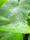 Water Drop on Leaf in Rainey Season