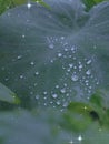 Water Drop on Leaf in Rainey Season