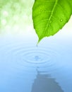 Water drop and leaf with ripple and reflection Royalty Free Stock Photo