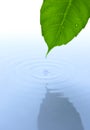 Water drop and leaf with ripple and reflection Royalty Free Stock Photo