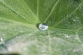 Water Drop on the Leaf Royalty Free Stock Photo