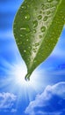 Water Drop Leaf Sky