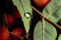 Water drop on a leaf of wild ash, rowan berries Royalty Free Stock Photo
