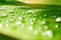 Water drop on leaves in the forest - Drop of dew in morning on leaf with sun light after rain Royalty Free Stock Photo