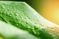 Water drop on leaves in the forest sunlight in morning - Drop of dew in morning on leaf with sun light after rain Royalty Free Stock Photo