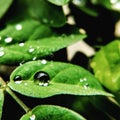 Water drop leaves Macrolover beautiful nature Royalty Free Stock Photo