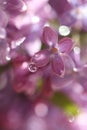 Water drop on a lilac flower