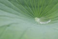 Water drop with lotus leaf Royalty Free Stock Photo