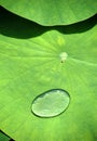Water drop on lotus leaf Royalty Free Stock Photo
