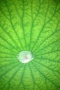 Water drop on lotus leaf Royalty Free Stock Photo