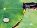 Water drop, lotus leaf Royalty Free Stock Photo