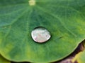 Water drop, lotus leaf Royalty Free Stock Photo