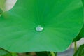 Water drop on Lotus leaf
