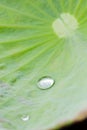 Water drop on lotus leaf Royalty Free Stock Photo