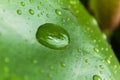 water drop on lotus leaf