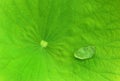 Water drop on a lotus leaf horizontal frame. Royalty Free Stock Photo