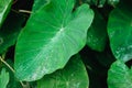 Water drop on Lotus leaf, Deep green colored leaves, background Royalty Free Stock Photo