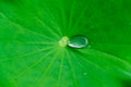 Water drop on lotus leaf Royalty Free Stock Photo