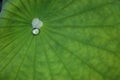 Water Drop on a lotus leaf green. green texture background Royalty Free Stock Photo