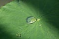 water drop on Lotus leaf green Royalty Free Stock Photo