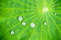 Water drop on lotus leaf in morning. Royalty Free Stock Photo
