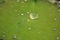 Water drop on lotus leaf in nature Royalty Free Stock Photo
