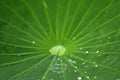 Water drop on lotus leaf in nature Royalty Free Stock Photo