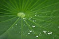 Water drop on lotus leaf in nature Royalty Free Stock Photo