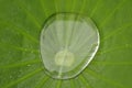 Water drop on lotus leaf in nature Royalty Free Stock Photo