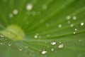 Water drop on lotus leaf in nature Royalty Free Stock Photo