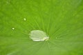 Water drop on lotus leaf in nature Royalty Free Stock Photo