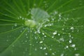 Water drop on lotus leaf in nature Royalty Free Stock Photo