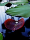 Water drop on lotus leaf refection and green background Royalty Free Stock Photo