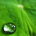 Water drop on green lotus leaf by closeup reflection of droplet texture Royalty Free Stock Photo