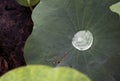 Water drop on lotus leaf / Shadow of lotus leaf and surrounding can reflect in water drop / closeup texture with green vivid color Royalty Free Stock Photo