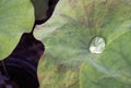 Water drop on lotus leaf / Shadow of lotus leaf and surrounding can reflect in water drop / closeup texture with green vivid color Royalty Free Stock Photo