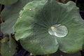 Water drop on lotus leaf / Shadow of lotus leaf and surrounding can reflect in water drop / closeup texture with green vivid color Royalty Free Stock Photo