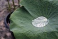 Water drop on lotus leaf / Shadow of lotus leaf and surrounding can reflect in water drop / closeup texture with green vivid color Royalty Free Stock Photo