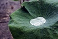 Water drop on lotus leaf / Shadow of lotus leaf and surrounding can reflect in water drop / closeup texture with green vivid color Royalty Free Stock Photo