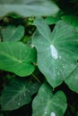 Water drop on lotus leaf, surrounded by other green leaves Royalty Free Stock Photo