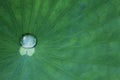 Lotus leaf poster background