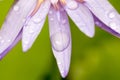 Water drop on a lotus