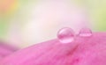 Water drop macro on pink flower petal Royalty Free Stock Photo