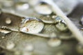 Water drop macro Royalty Free Stock Photo